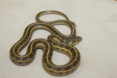 Thamnophis scalaris