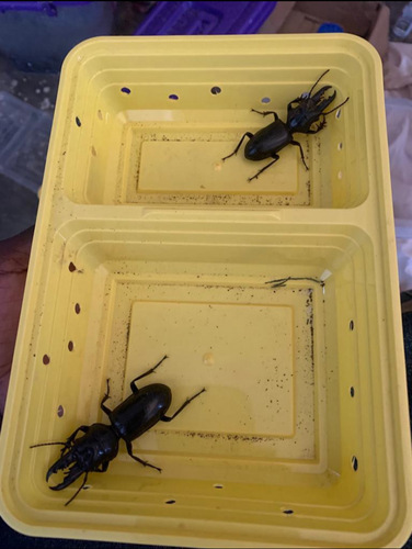 Ochyropus gigas