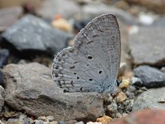 Celastrina lavendularis