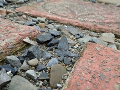 Celastrina lavendularis