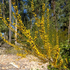 Acacia juncifolia