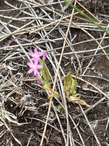 Centaurium erythraea observed 2024-07-22
