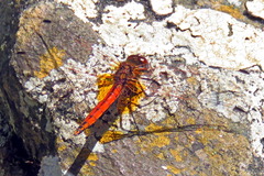 Trithemis pluvialis