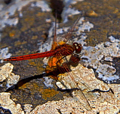 Trithemis pluvialis