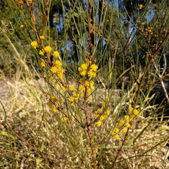 Acacia juncifolia