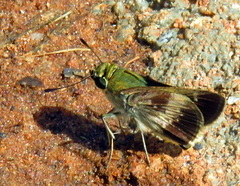 Platylesches moritili