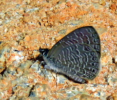 Pseudonacaduba sichela sichela