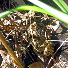 Sclerophrys pusilla