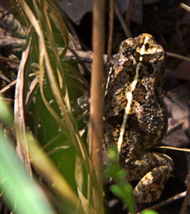 Sclerophrys pusilla