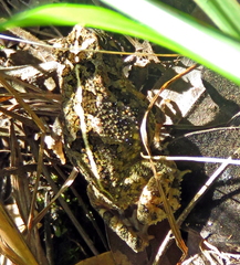 Sclerophrys pusilla