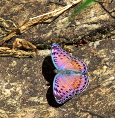 Euryphura concordia