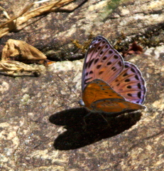 Euryphura concordia
