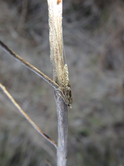 Ceromitia iolampra