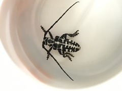 Plectrodera scalator