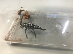 Plectrodera scalator