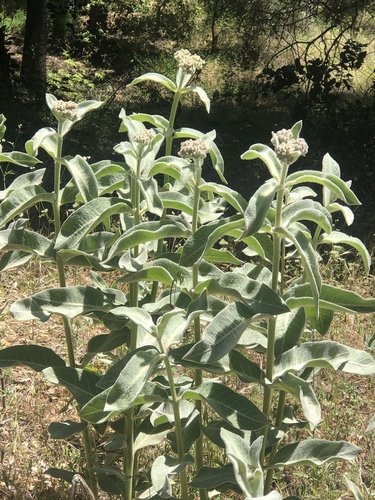 iNaturalist observation photo of woollypod milkweed