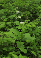 Vincetoxicum ascyrifolium