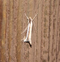 Carectocultus perstrialis