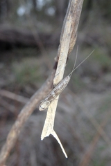 Ceromitia iolampra