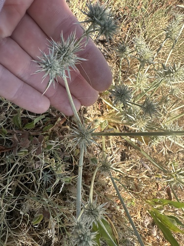 Eryngium mathiasiae