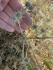 Eryngium mathiasiae