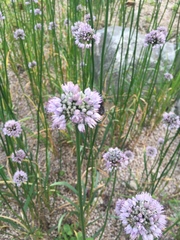 Allium thunbergii