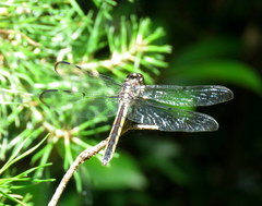 Libellula incesta