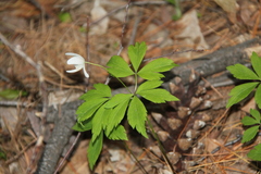 Anemonoides quinquefolia