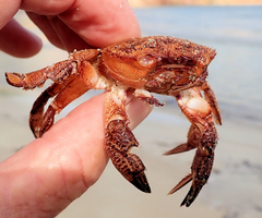 Nectocarcinus integrifrons