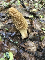 Morchellaceae