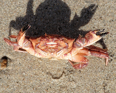 Nectocarcinus integrifrons