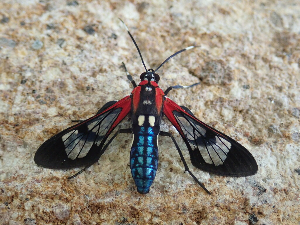 Pheia daphaena