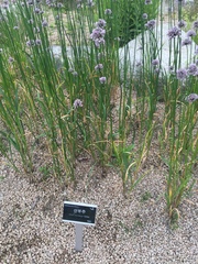 Allium thunbergii