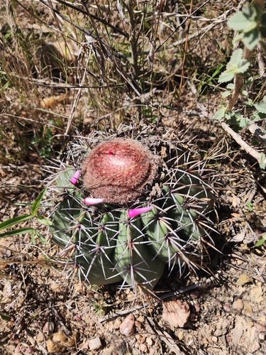 Melocactus pruinosus