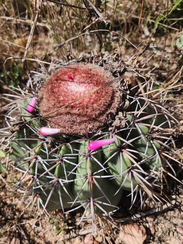Melocactus pruinosus