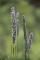 Phleum pratense