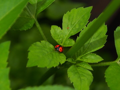 Cheilomenes sexmaculata