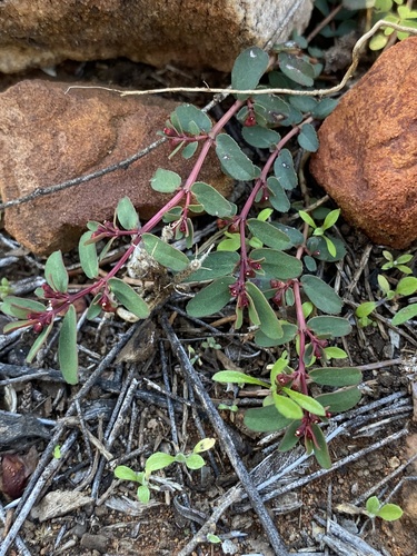Euphorbia drummondii, 2024-06-25