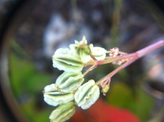 Cymopterus longipes