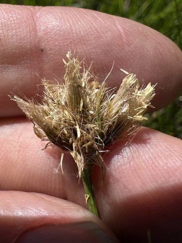 Short-hair Cottongrass (Calliscirpus brachythrix)