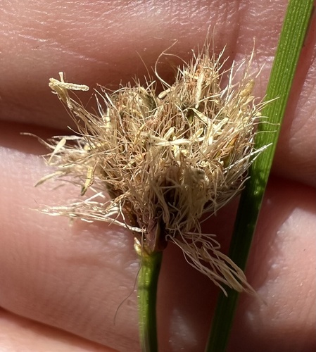 Image of Calliscirpus brachythrix by (c) Steve Matson, some rights reserved (CC BY)