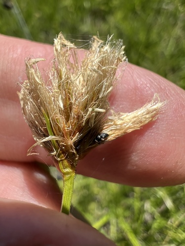 Image of Calliscirpus brachythrix by (c) Steve Matson, some rights reserved (CC BY)
