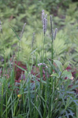 Phleum pratense