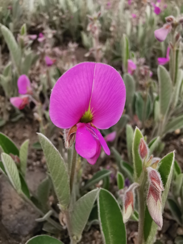 Tephrosia watsoniana
