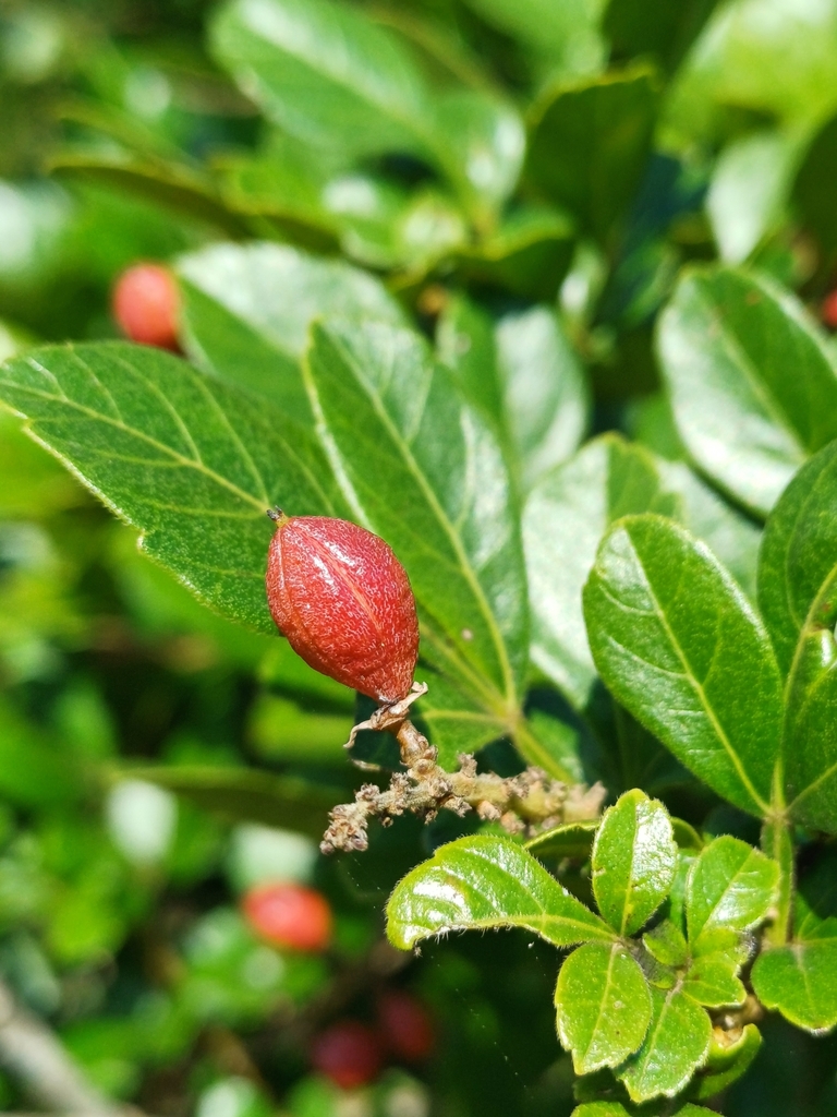 Paullinia micrantha
