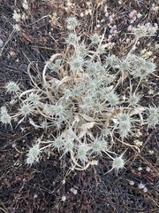 Eryngium mathiasiae