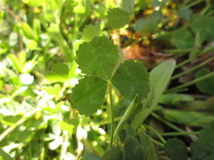 Trifolium reflexum