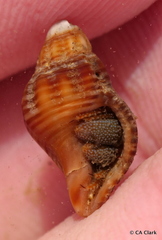 Ocinebrina