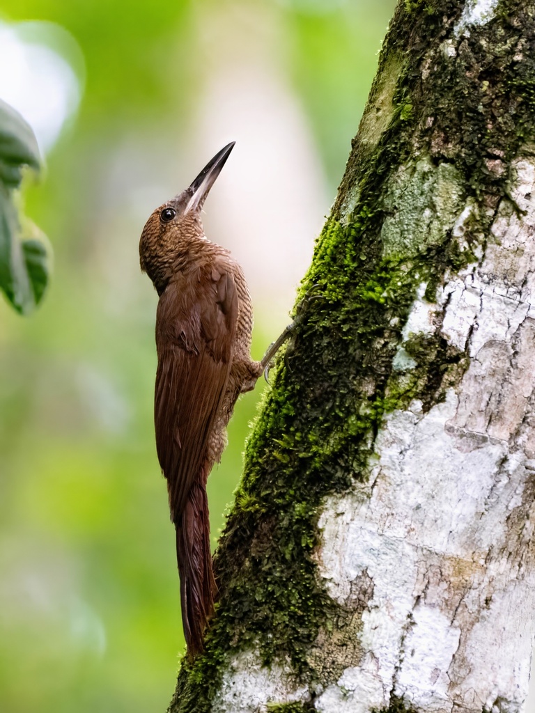 Northern Barred-Woodcreeper (Dendrocolaptes sanctithomae) photo