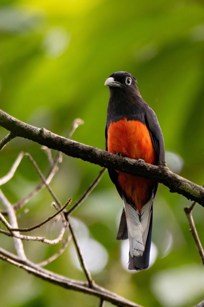 Baird's Trogon photo